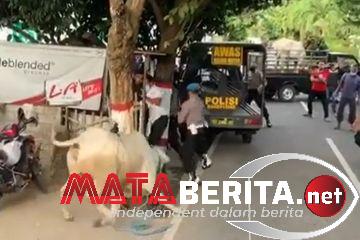 Polisi Jadi Korban Amukan Sapi Yang Akan di Sembelih