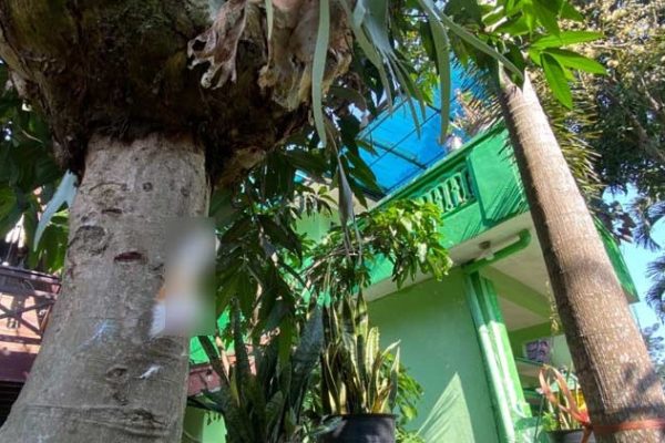 Seekor Mayat Kucing di Temukan Terpaku di Pohon