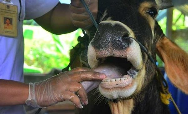 Waspada Gejala Virus PMK Terhadap Ternak Kurban