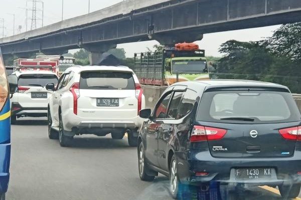 Peristiwa Sapi Lepas dan Kabur, Mengakibatkan Kemacetan di Jalan Tol
