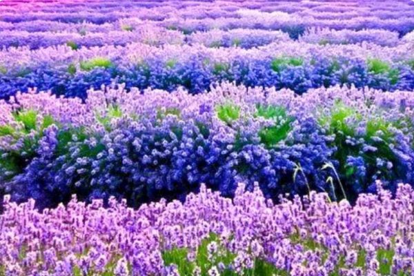 Lavender Flower Picking Tour, A Really Beautiful Place for Tourism