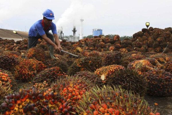 India Pertimbangkan Untuk Naikkan Pajak Impor Minyak Sayur Untuk Lindungi Petani Lokal