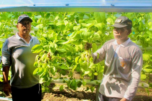 Panen Sayur Sawi Hidroponik, Wujud Pembinaan Kemandirian Warga Binaan Lapas Ternate
