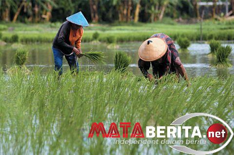 Wakil Menteri Pertanian Sudaryono Klaim Program Cetak Sawah Baru Tidak Serta-merta Buka Lahan Hutan