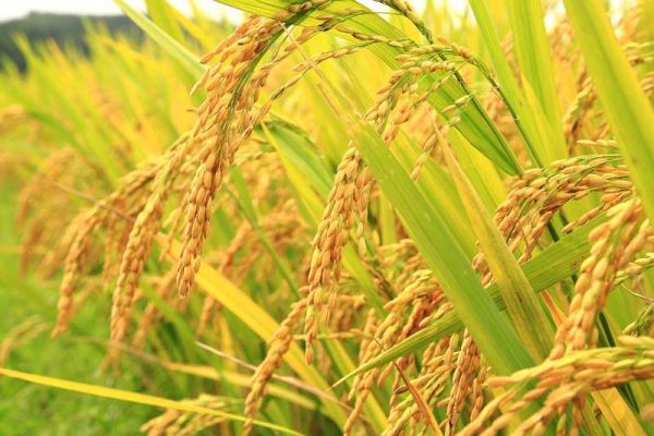 Kementan Targetkan Produksi Beras Capai 32,29 Juta Ton Pada 2025