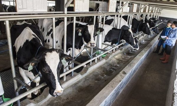Kementan Catat Sekitar 40 Perusahaan Bakal Lakukan Impor Sapi Demi Program Makan Bergizi Gratis