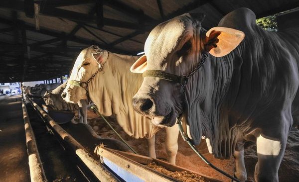 Kementerian Pertanian Ungkap Indonesia Perlu Impor 1 Juta Ekor Sapi Perah