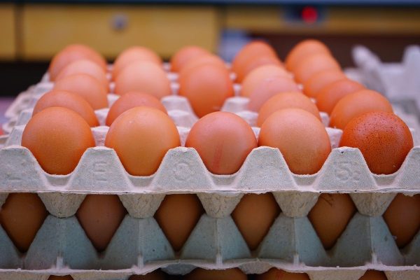 Pemerintah Buka Peluang Ekspor Telur Ayam ke AS