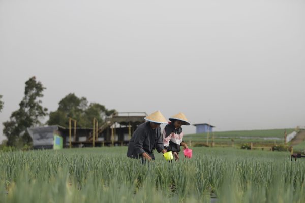 Jelang Lebaran, Stok Pupuk Nasional Dipastikan Aman